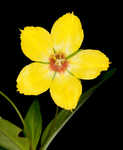 Fringed loosestrife